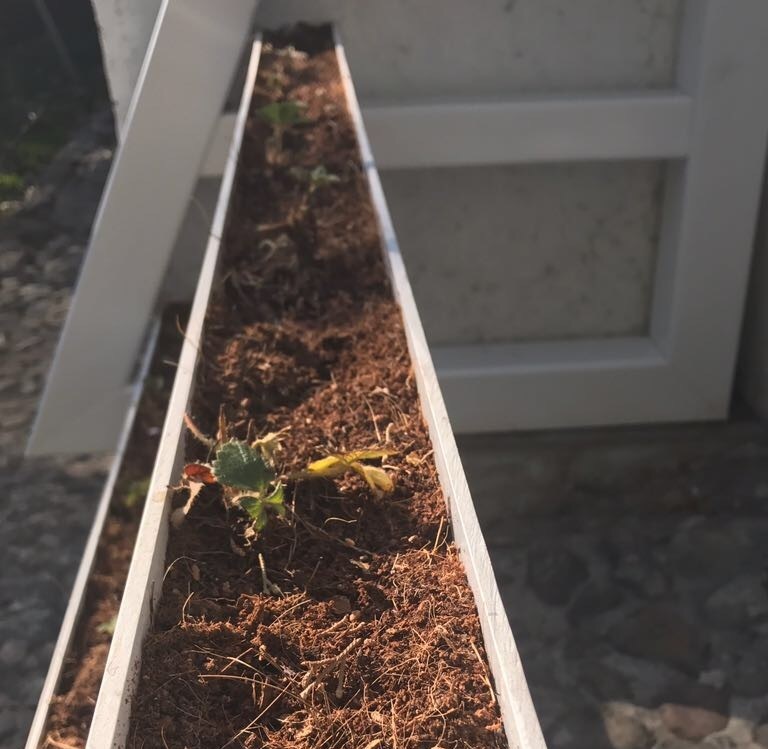 <span style="font-weight: bold;">Fibra de Coco &nbsp; &nbsp; &nbsp; &nbsp; &nbsp; &nbsp; &nbsp; &nbsp; &nbsp; &nbsp;</span>Hidroponia y plantas exóticas, entre otros usos